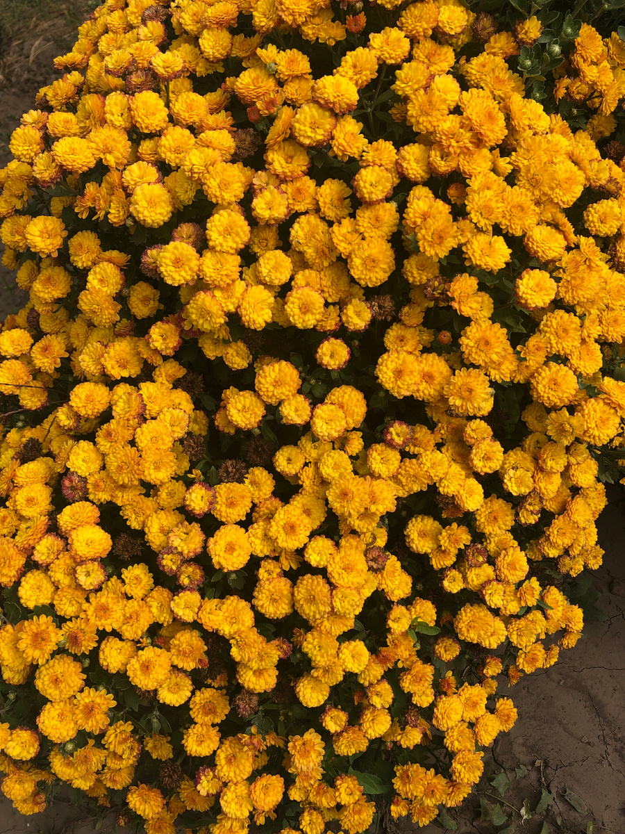 Солнышко на грядке