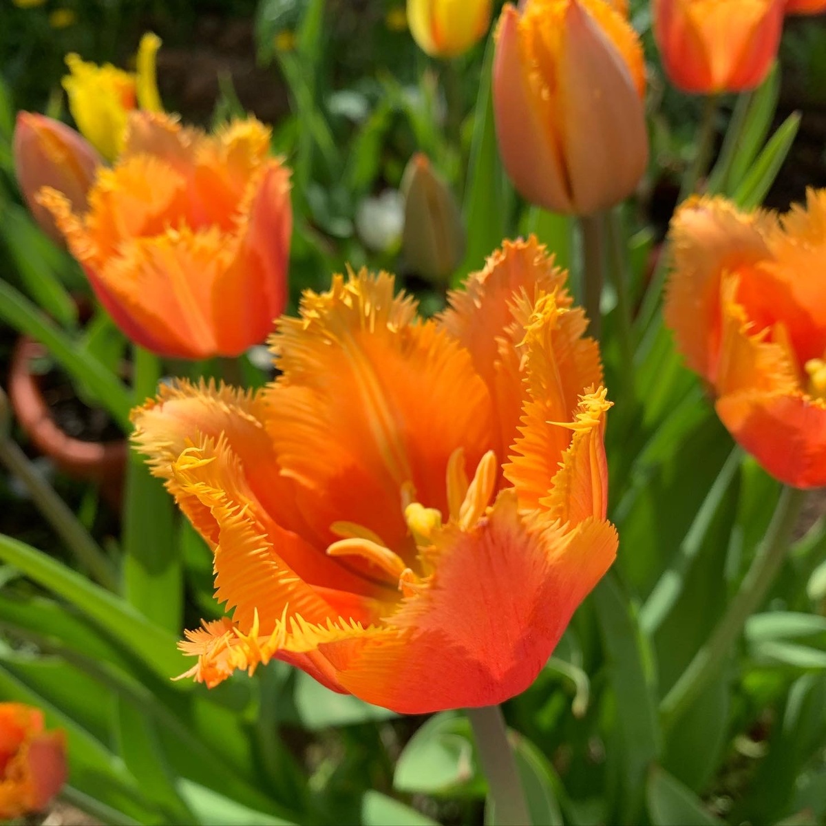 Тюльпаны бахромчатые