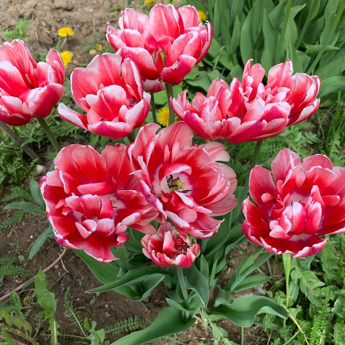 Тюльпаны махровые