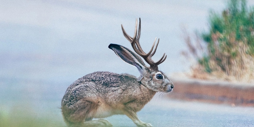 Не верите в рогатых зайцев? А ведь они реально существуют в природе!