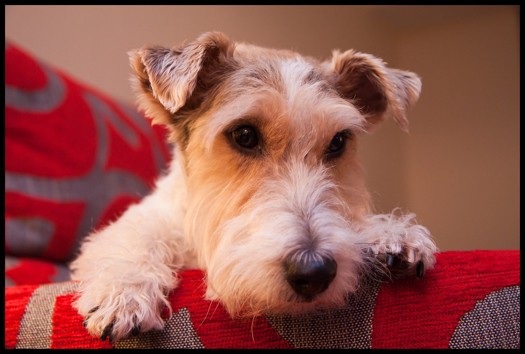 Этот умный взгляд фокстерьера по имени Спарки покоряет с первой секунды!