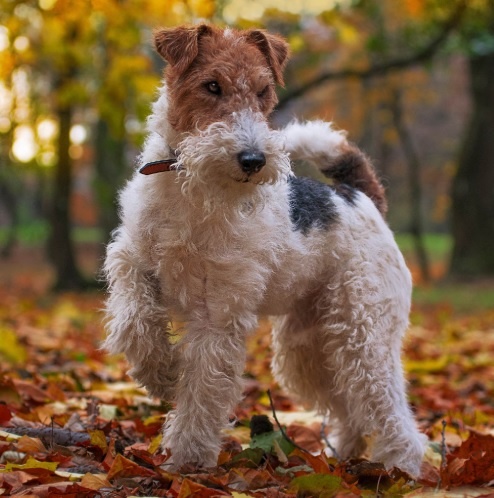 Рейнджер на осенней прогулке, всегда на страже.