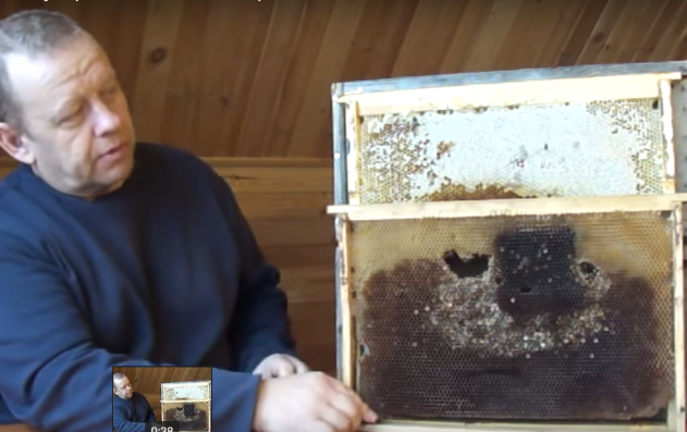 Рамка 300 без корма и 460 с запасами мёда