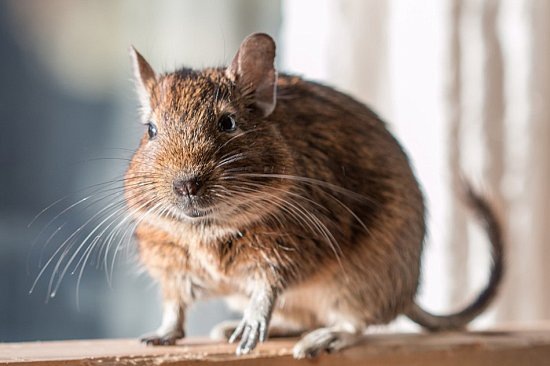 Наш сегодняшний герой во всей красе!