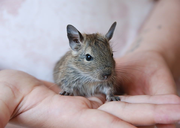 Знакомьтесь, его величество Ричард!
