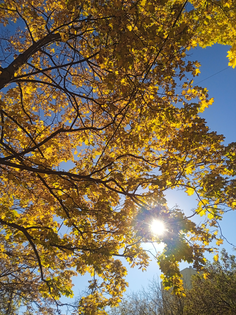 Привет от солнышка. Фото автора.