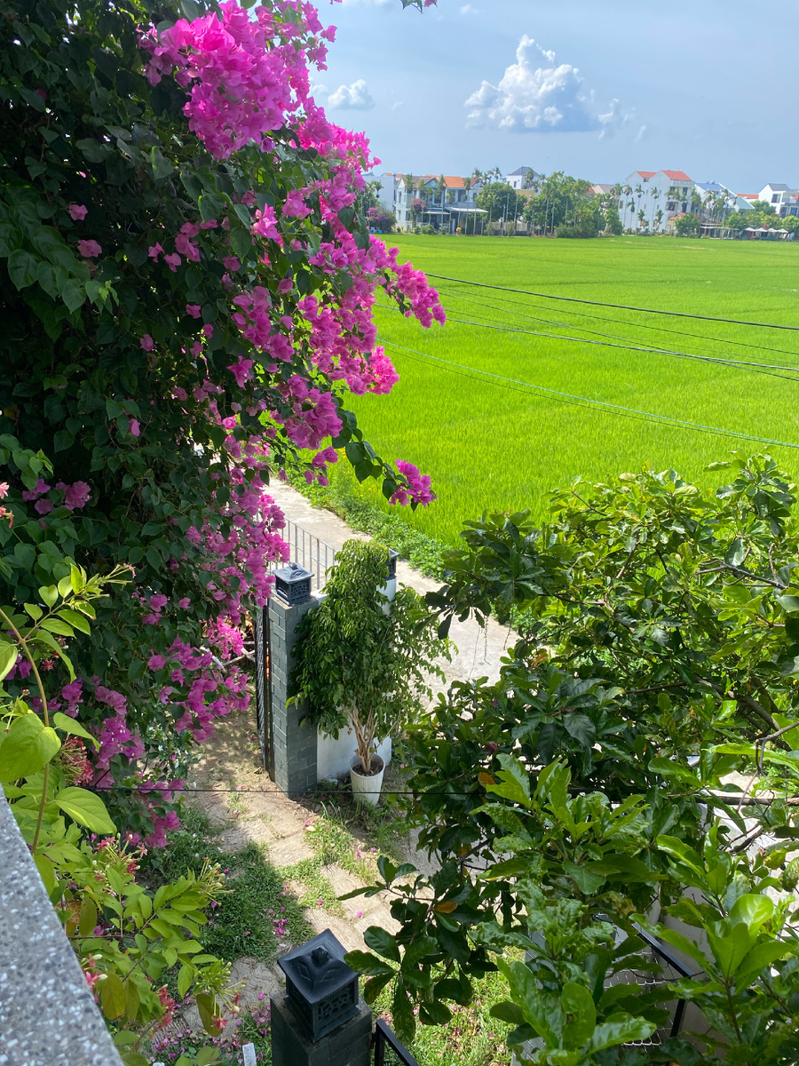 Вид с нашего балкона на рисовые поля Хойана 