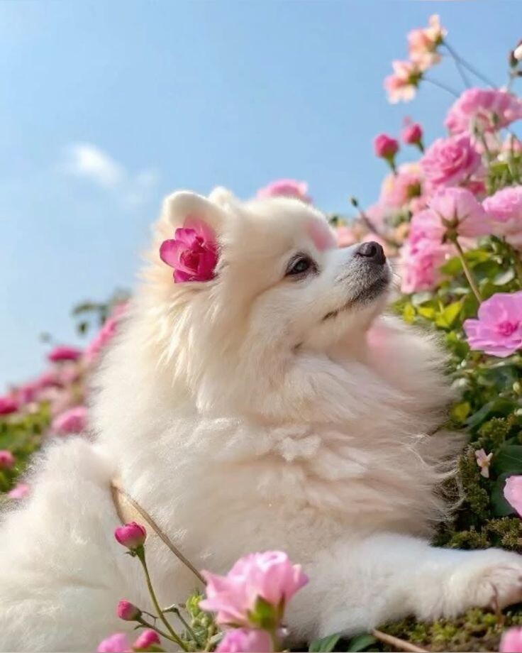 Юки передает всем весенний привет из цветущего сада!