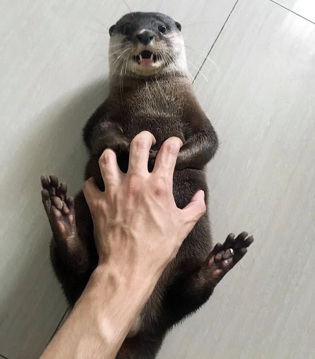 Знакомьтесь, это Рокки — настоящий речной акробат!