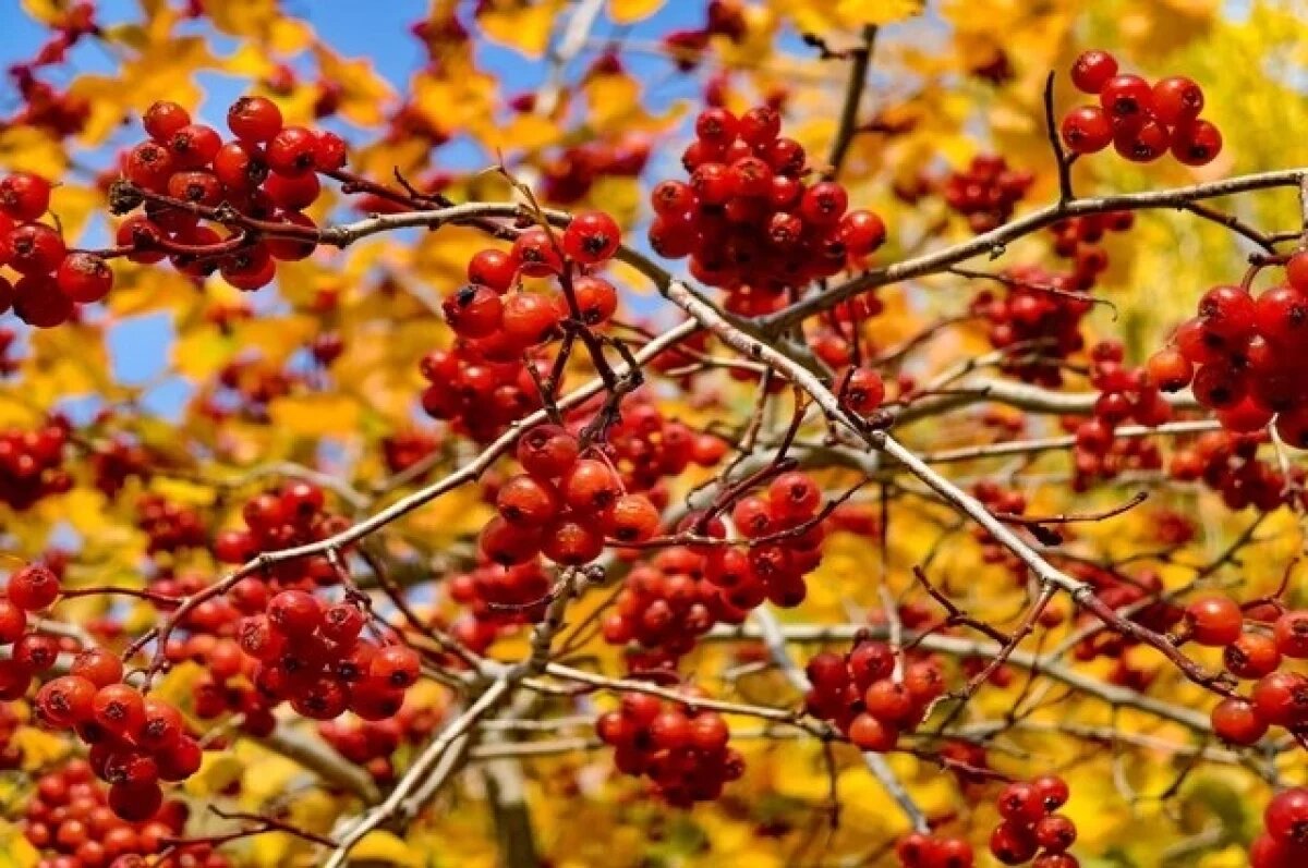    До +13 градусов ожидается в Псковской области 2 октября