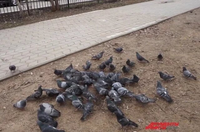    Можно ли голубей кормить семечками?