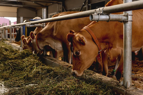 Семейная ферма "Гжельское подворье"