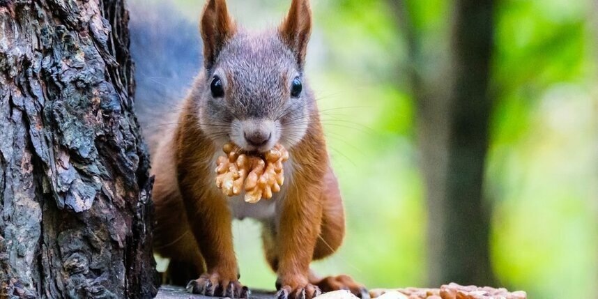    Алёна Бобрович