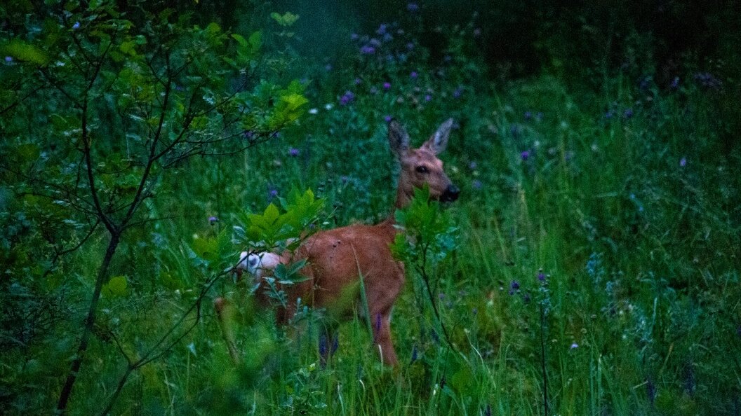   Svetlana Vozmilova/Globallookpress