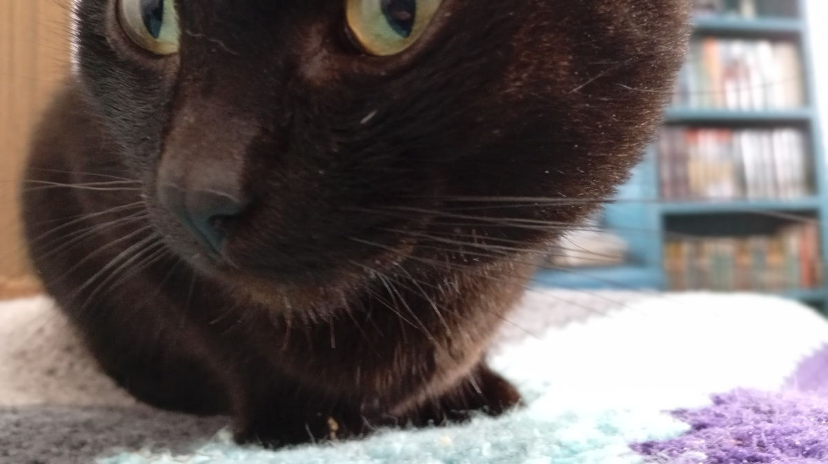 Рокэ Алва. Фото из личного архива