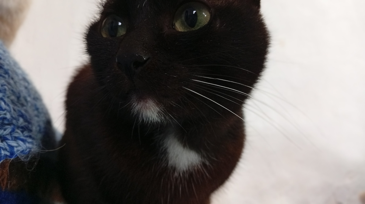 Викинг. Фото из личного архива