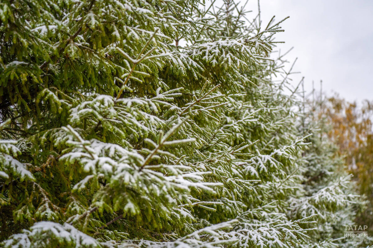 Фото: © Владимир Васильев / «Татар-информ»