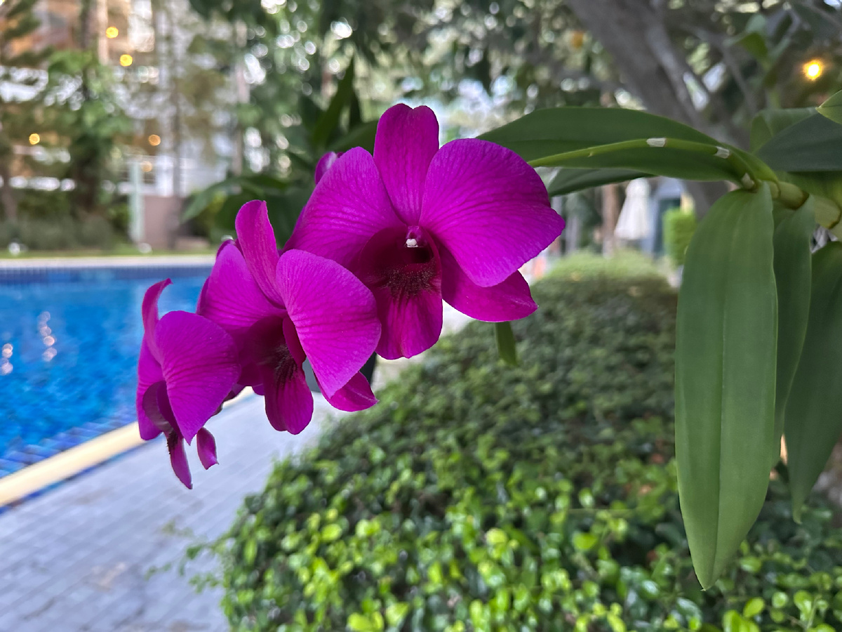 1-й день в Таиланде. Паттайя.