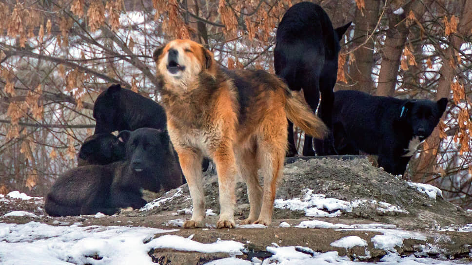 Фото: Василий Шитов / Коммерсантъ