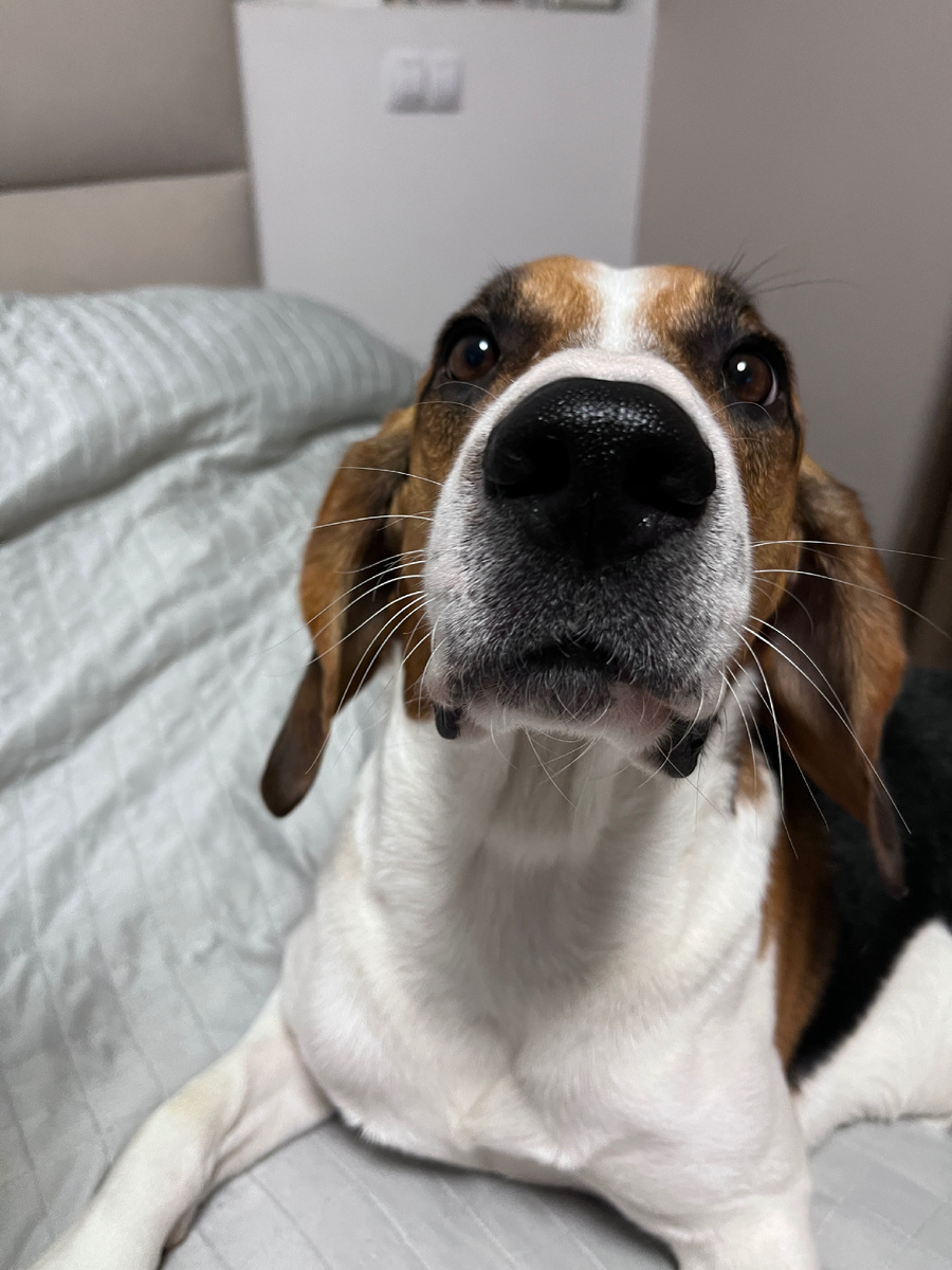 Наш пёс Марс и его любознательный нос)))))