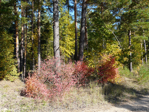 Дербышкинский лес осенью