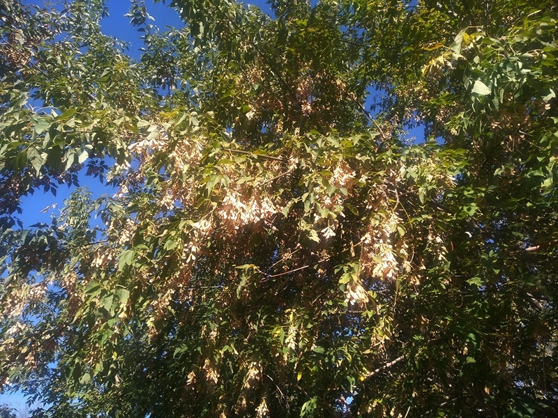 Листва ясенелистных кленов