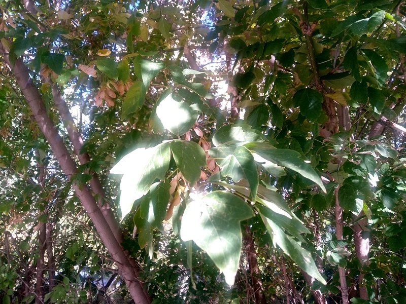 Семянки и листья ясенелистного клена в лучах солнца