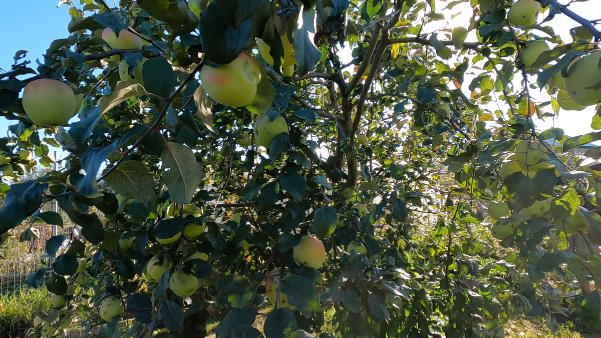 Яблоня Московская поздняя