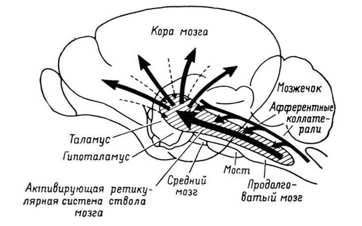 Источник: https://chiefengineer.ru/organizaciya-proizvodstva/upravlenie-personalom/retikulyarnaya-aktiviruyushhaya-sistema/