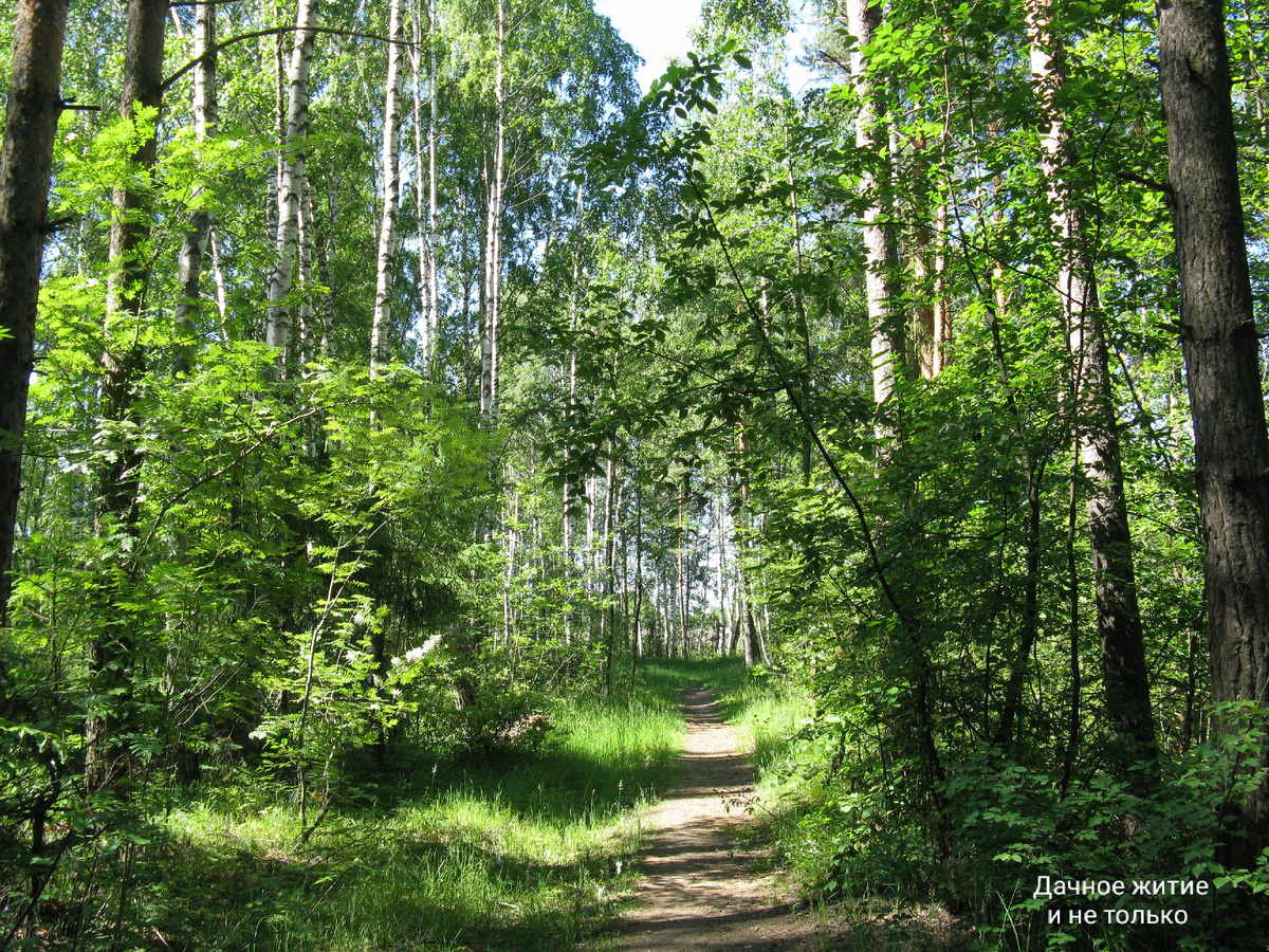 Наш лес