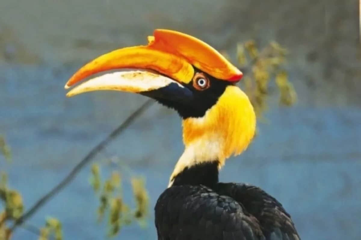    Птица калао / © Ленинградский зоопарк