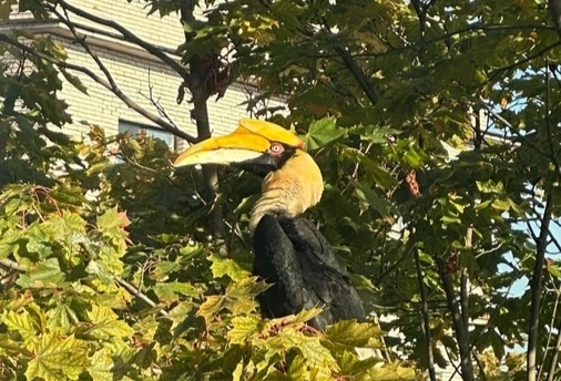    Калао Шанти / © «Фонтанка»