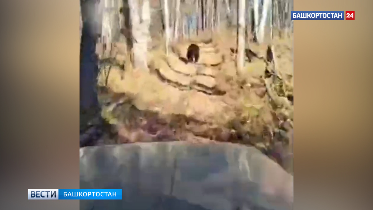    Необычная встреча: в Башкортостане медведь сопровождал сотрудников заповедника около 6 км