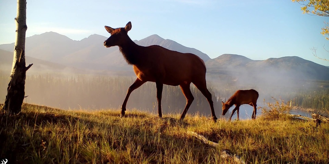 Что-то поедает мозг оленей, заставляя их сутками бродить по кругу. Началось в США, но теперь есть случаи в Европе и, возможно, в России