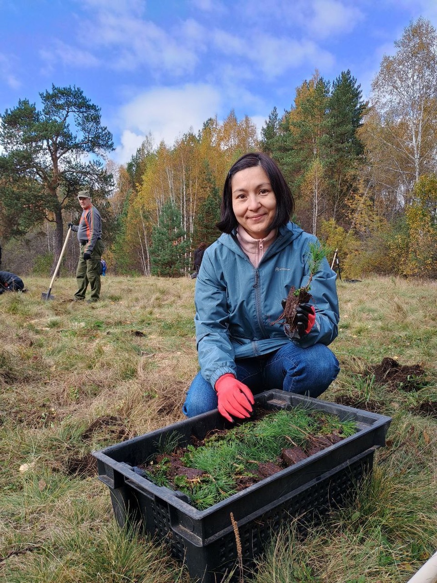 Один из 1000 кедров Челябинской посадки в бору