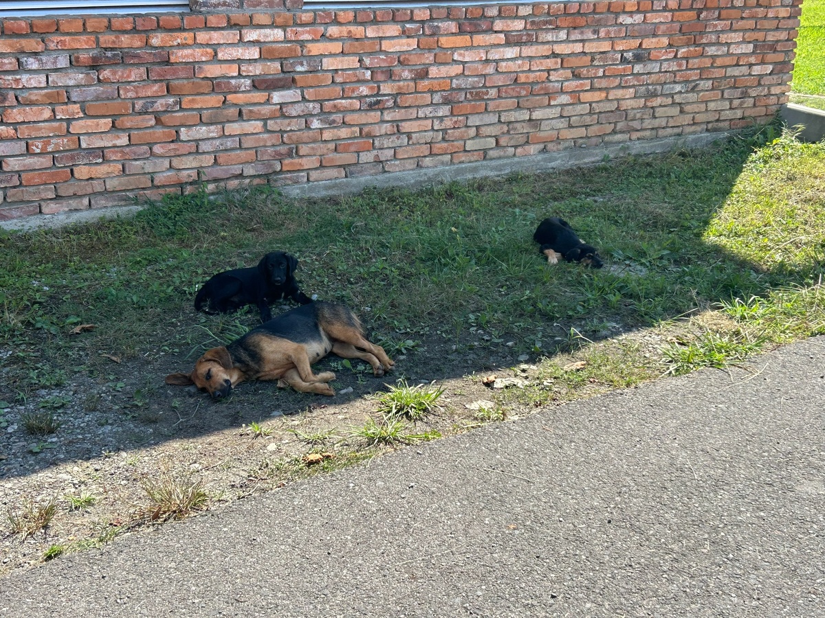    архив samaraonline24