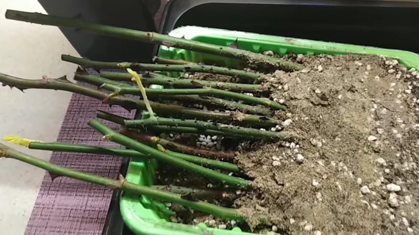 Нарезал 60 черенков роз после обрезки. Один способ дал 53 розы, остальные — ноль