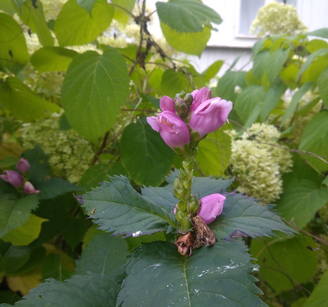 Жёсткие темнозелёные листья