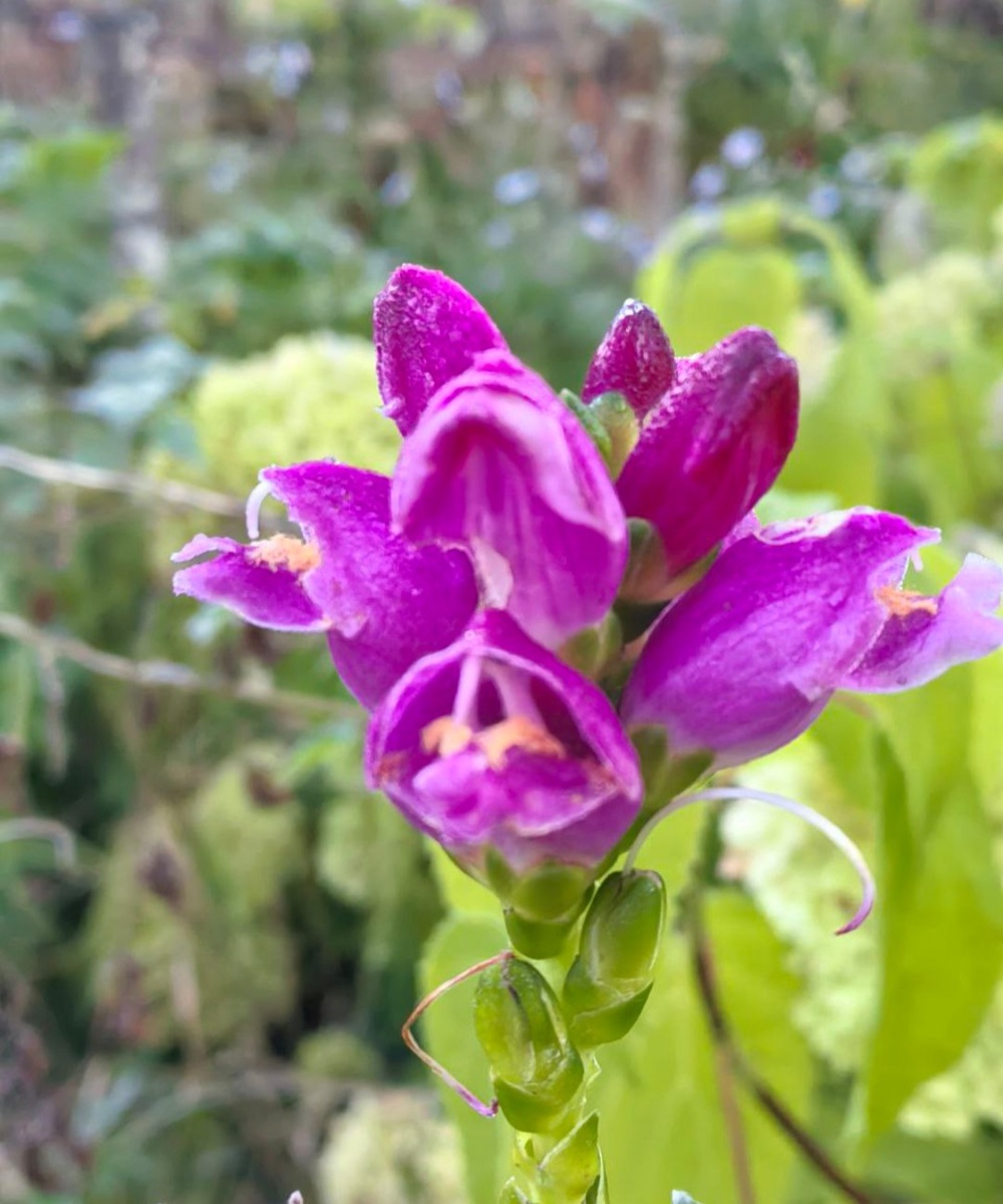 Цветок хелоне