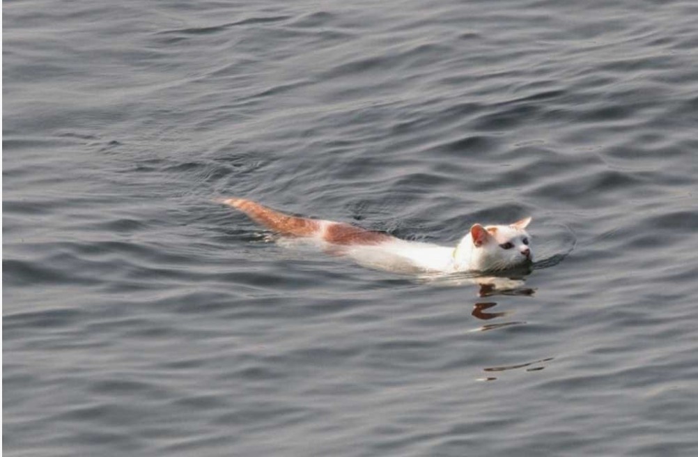 Фото: Турецкий ван кошка плавает в реке. Фото породы, обожающей воду, наглядно демонстрирует способность к плаванию