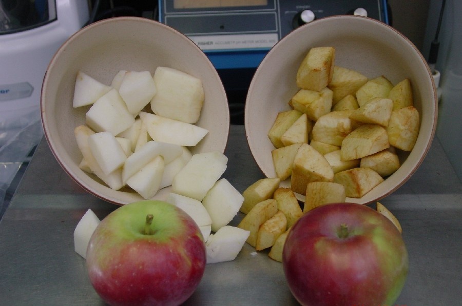    По скорости потемнения можно судить не о богатстве железом яблока, а о соотношении полифенолов, ферментов и кислотности. Источник изображения: meiosis.co.uk