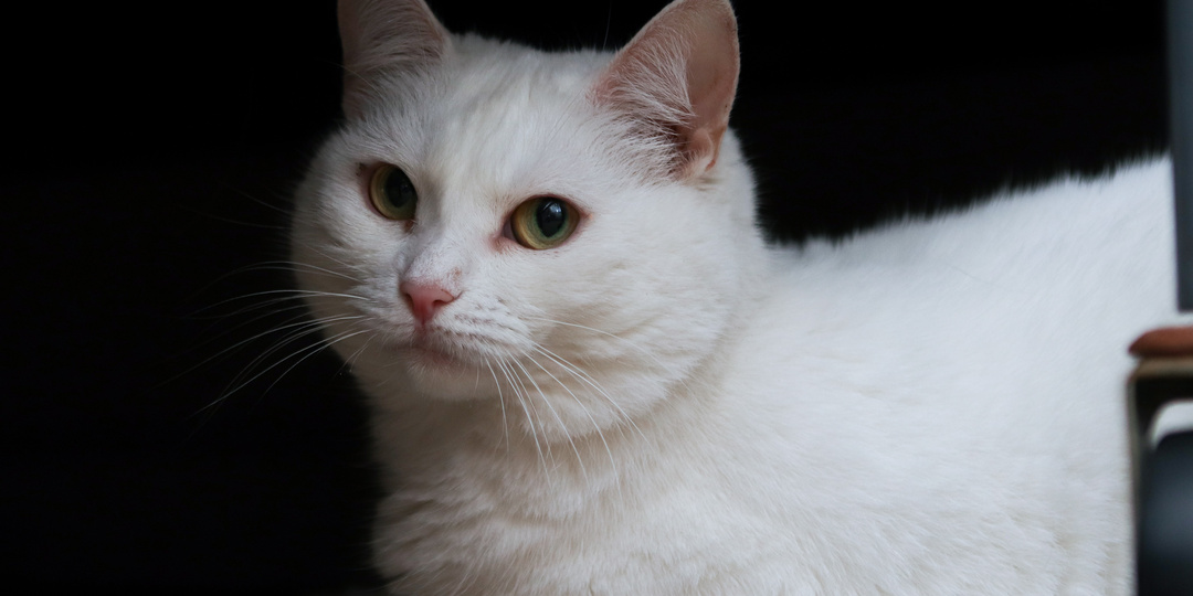 Белобрысая богиня: одинокая королева в поисках трона