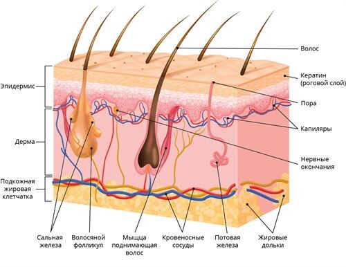 строение волосистой части кожи. 