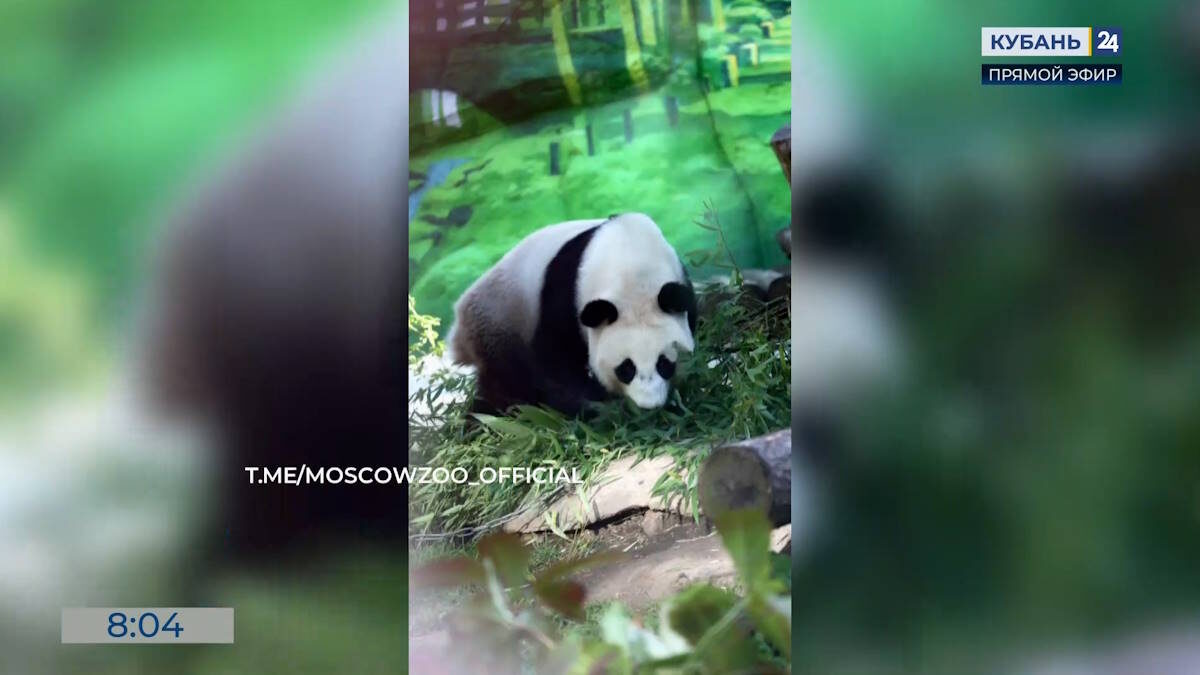    Видео канала «Кубань 24»