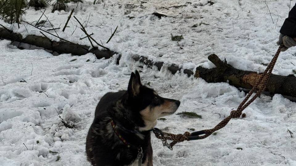 Маленькое перышко по имени Мэй четыре года пытается не сломаться в приюте