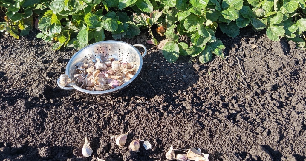 Посадка чеснока в клубнику — экономия места и польза