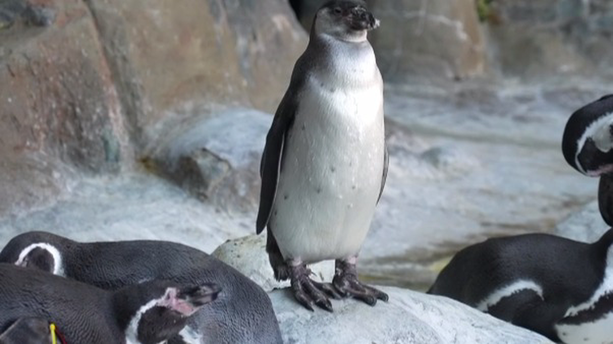    Фото: Московский зоопарк