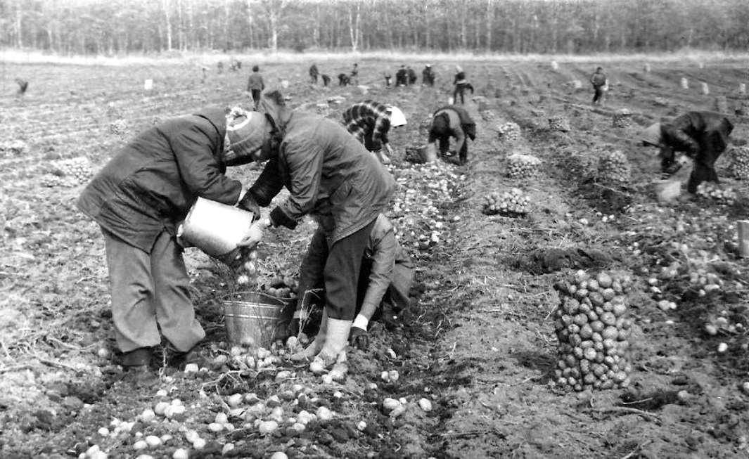 Сегодня техника убирает такое поле за пару часов. Фото из открытых источников.