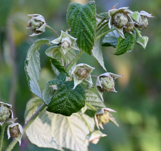 ремонтантная все цветет, хотя понятно, что не вызреет