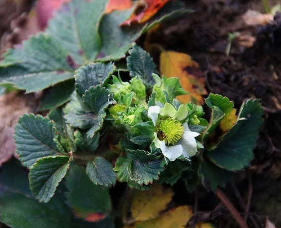 у одноразовой земляники пробудились цветочные почки - это плохо